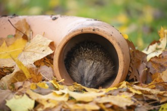 European hedgehog (Erinaceus europaeus) adult animal looking out of pipework on a garden lawn with