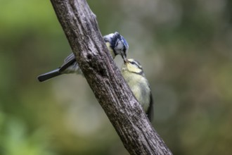 Blue tits (Parus caerulea), feeding young animals, Emsland, Lower Saxony, Germany