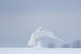 Male snowy owl (Nyctea scandiaca) (syn. Bubo scandiaca) shortly after take-off, snow dusting up,