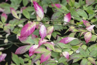 European spindle (Euonymus europaeus), autumn foliage, Emsland, Lower Saxony, Germany