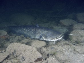 A catfish (Silurus glanis), Waller, with long barbels resting on a stony ground, dive site