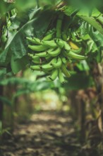 Green plantain clump on a tree. Production of green bananas in a garden