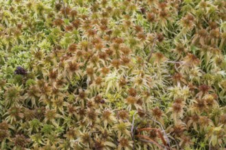 Marsh peat moss (Sphagnum palustre), Province of Drenthe, Netherlands