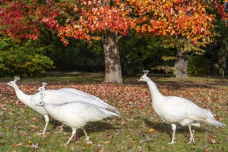 White peacocks, a mutation of the Indian peafowl (Scalloped ribbonbonfish) under a maple tree with