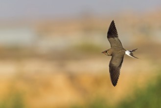 Rotfluegelbrachschwalbe, Rotflügelbrachschwalbe, Collared Pratincole, Glareola pratincola, Glaréole