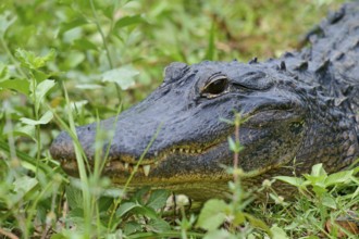 American alligator (Alligator mississippiensis), in the meadow, spring, Shark valley, Everglades
