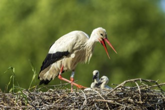 Stork calling with open beak, two chicks in the nest, white stork (Ciconia ciconia), wildlife,