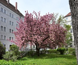 Japanese Cherry, Japanese Blossom Cherry, Oriental Cherry, Japanese Cherry Tree, Japanese Blossom
