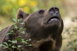 Brown bear (Ursus arctos), portrait, captive, Bavaria, Germany