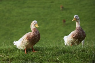 Domestic duck (Anas platyrhynchos domesticus), standing on a meadow, Wildpark Aurach Kitzbühel,
