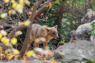 A golden jackal (Canis aureus) stands behind a rock between bushes at the edge of the forest