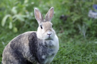 Rabbit (Oryctolagus cuniculus domestica), head, close-up, cute, the rabbit looks attentively into