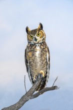 Great Horned Owl Bubo virginianus Tucson, Arizona, United States 18 October Adult Strigidae