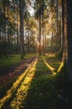 Gentle sunrays draw long shadows on moss-covered ground in a peaceful forest, Unterhaugstett, Black