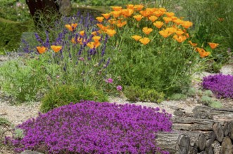 Red sand thyme (Coccineus), California poppy (Eschscholzia californica) and lavender, Münsterland