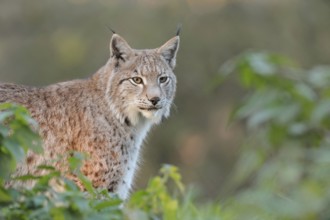 Brush ears and whiskers... Eurasian lynx, European lynx (Lynx lynx), adult animal with focussed