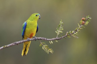 Orange-bellied Parrot (Neophema chrysogaster), Tasmania, Australia