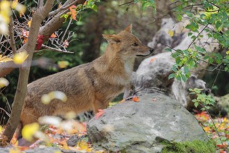A golden jackal (Canis aureus) stands behind a rock between bushes at the edge of the forest