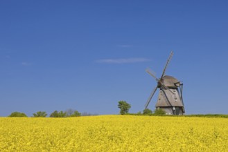 Farver Mühle, Farver windmill, smock mill in flowering rape field at Wangels, municipality in