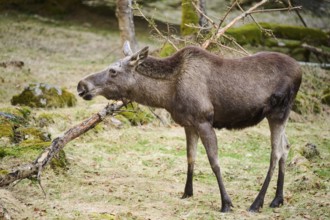 Elk (Alces alces) standing on a meadow on the edge of a forest, Bavaria, Germany