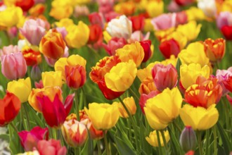 Colourful blooming tulips (tulpia) in a field for self-cutting flowers in Katzenberg, Nossen,