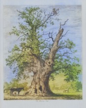 Famous old trees, The Shelton Oak, also known as Owen Glendwr's Observatory or Glendower Oak, was a