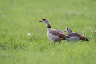Egyptian goose (Alopochen aegyptiaca), Vulkaneifel, Rhineland-Palatinate, Germany