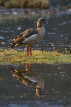 Nile goose (Alopochen aegyptiaca), goose standing at the water with clear reflection of the