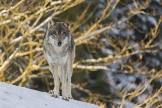 An adult male grey wolf (Canis lupus lupus) stands on a sloping, snow-covered meadow at the edge of
