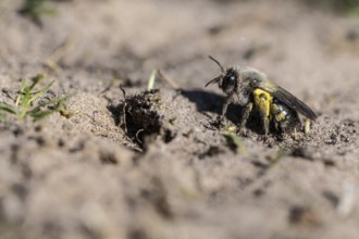 Ashy Mining Bee (Andrena cineraria), Emsland, Lower Saxony, Germany