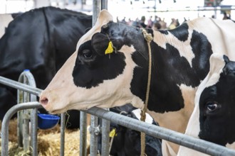 Dairy cow Holstein