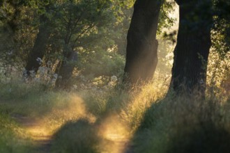 Forest path, trees, in the morning light, Lower Saxony, Germany