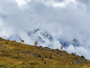 Guanacos (Llama guanicoe) in dramatic landscape, Torres del Paine National Park, Patagonia, Chile