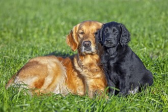 Golden retriever and black flat-coated retriever, cute 9-week-old puppy in field, gundog, hunting