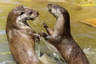 Two otters in the water interacting with each other, European otter (Lutra lutra) Germany