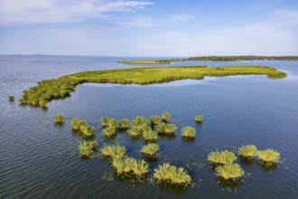 Aerial view, drone photo: Lysa Wyspa island covered with reeds, Kahleberg, Nowe Warpno, Szczecin