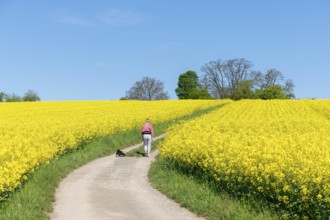 A person with a dog walks on a field path through yellow rape fields, woman, Baden-Württemberg,