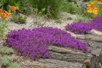 Red sand thyme (Coccineus), Münsterland, North Rhine-Westphalia, Germany