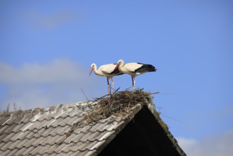 White stork, (Ciconia ciconia), Two white storks on a roof, Baden-Württemberg, Germany