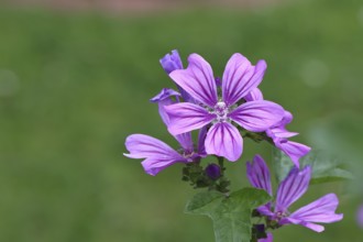 Common mallow (Malva sylvestris), flower in a meadow, medicinal plant, aromatic plant, medicinal