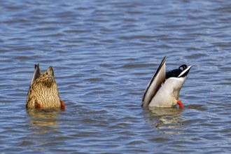 Mallard ducks (Anas platyrhynchos) male and female upend dabbling in lake to feed underwater