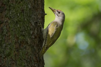 Grey-headed Woodpecker (Picus canus) chick, Saxony, Germany
