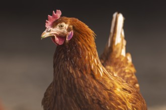 Close-up of a single brown hen, domestic fowl, Rhineland-Palatinate, Germany