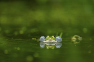 Edible frog (Pelophylax esculentus) in a little lake in the water, Bavaria, Germany