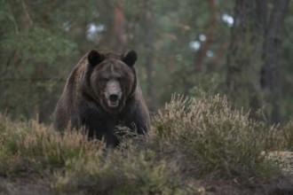 Direct eye contact... European brown bear (Ursus (genus), adult, particularly strong animal,