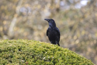Crow, family of corvids (Corvidae) . Baden-Württemberg, Germany