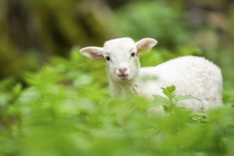 Domestic sheep (Ovis orientalis aries) lamb on a meadow, Bavaria, Germany