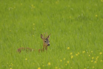 Roebuck (Capreolus capreolus), meadow, field, Lower Austria