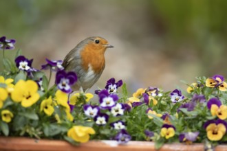 European robin (Erithacus rubecula) adult bird on garden plant pot with pansy flowers in spring,