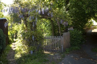 Wisteria in bloom, entwining an archway at the entrance to a garden, Altklotzsche, Dresden, Saxony,